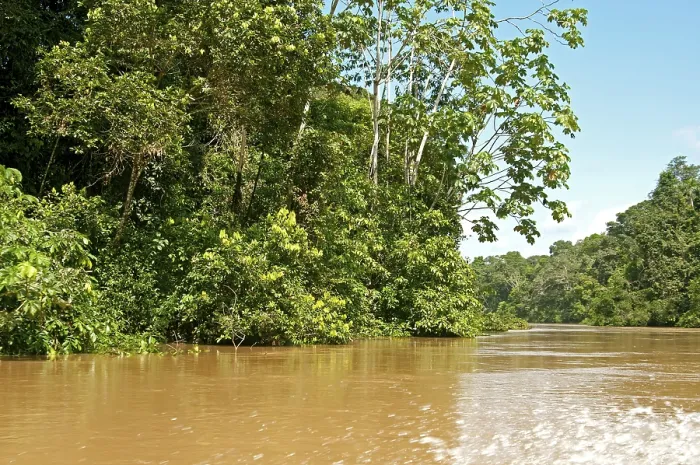 Gerahmter Druck : Tiputini-Fluss in der Yasuni-Nationalpark, Regenwaldvegetation Gerahmter Druck : Tiputini-Fluss in der Yasuni-Nationalpark, Regenwaldvegetation