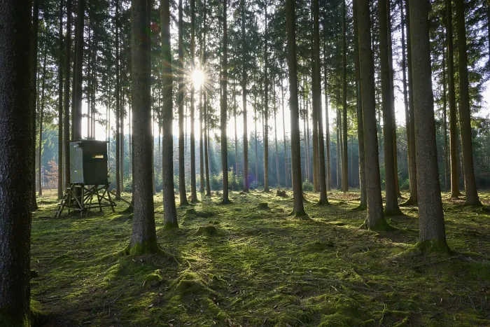 Gerahmter Druck : Ein erhöhter Sitz in einem dichten Wald Gerahmter Druck : Ein erhöhter Sitz in einem dichten Wald