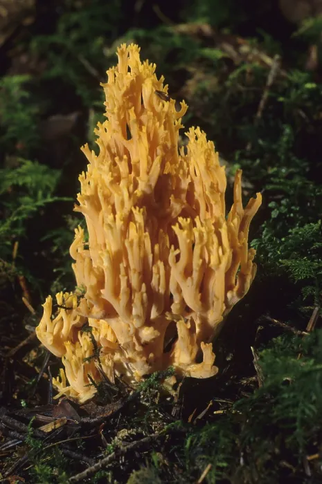Gerahmter Druck : Ramaria flava Gerahmter Druck : Ramaria flava