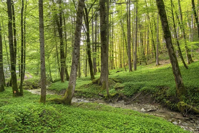 Gerahmter Druck : Ramslöken (Allium ursinum) im Wald. Gerahmter Druck : Ramslöken (Allium ursinum) im Wald.