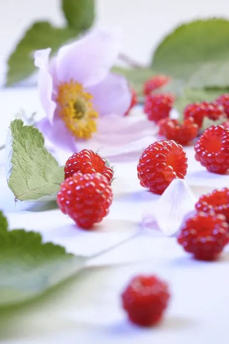 Gerahmter Druck : Heidelbeeren und Blüten. Gerahmter Druck : Heidelbeeren und Blüten.