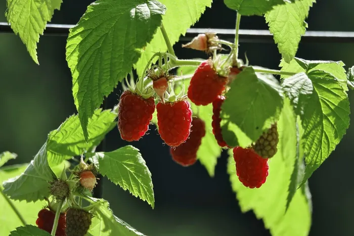 Gerahmter Druck : Beeren, Deutschland. Gerahmter Druck : Beeren, Deutschland.