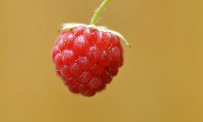 Gerahmter Druck : Raspberry (Rubus idaeus) Gerahmter Druck : Raspberry (Rubus idaeus)