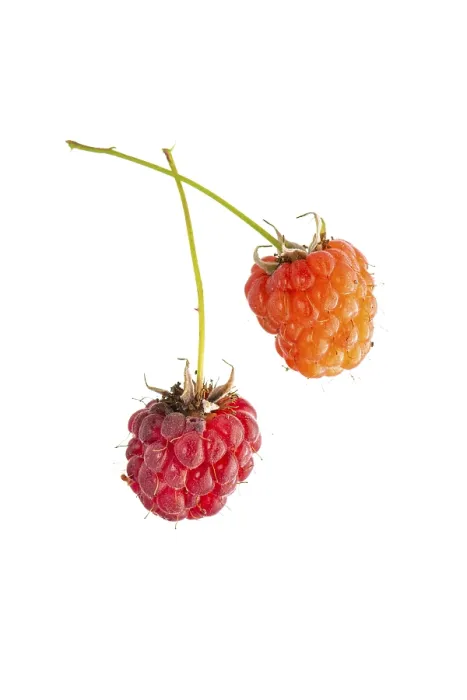 Gerahmter Druck : Raspberry (Rubus idaeus), Beere. Gerahmter Druck : Raspberry (Rubus idaeus), Beere.