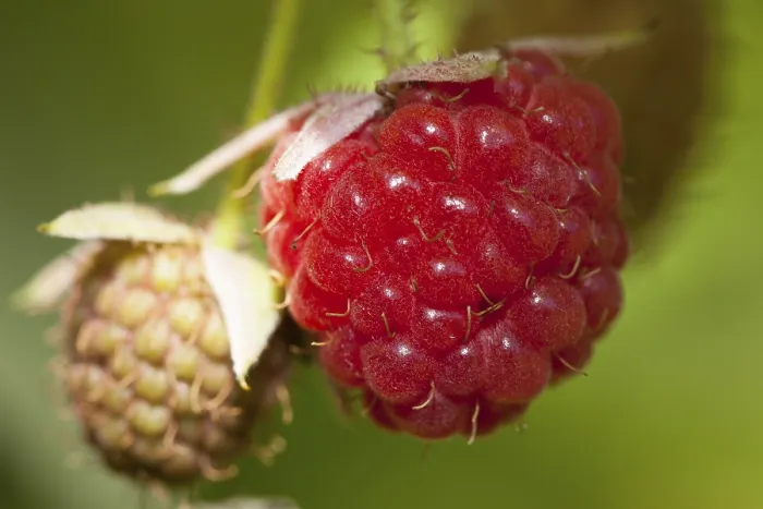 Gerahmter Druck : Raspberry (Rubus idaeus) auf Strauch. Gerahmter Druck : Raspberry (Rubus idaeus) auf Strauch.