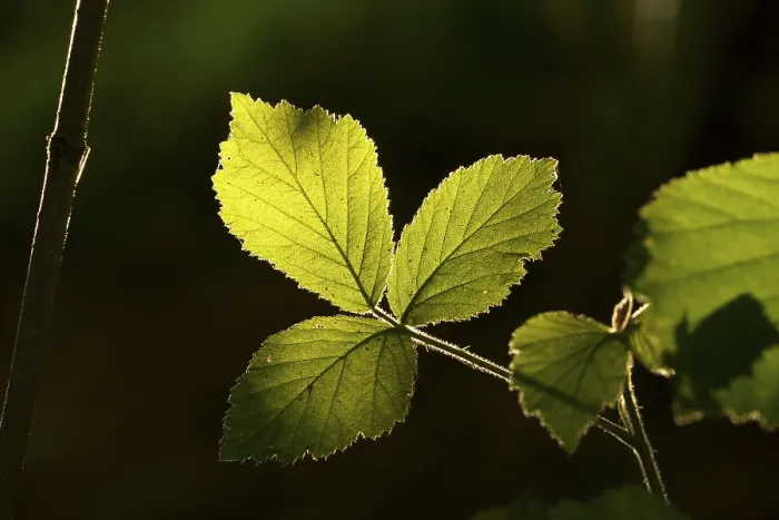 Gerahmter Druck : Raspberry (Rubus idaeus), Hessen, Deutschland Gerahmter Druck : Raspberry (Rubus idaeus), Hessen, Deutschland