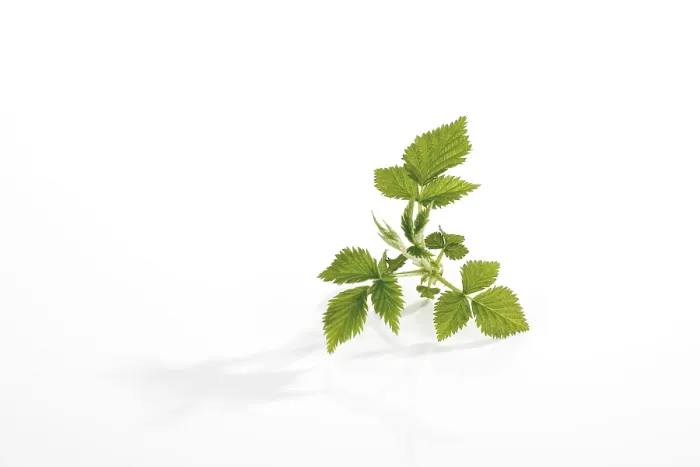 Gerahmter Druck : Raspberry (Rubus idaeus) Blätter. Gerahmter Druck : Raspberry (Rubus idaeus) Blätter.