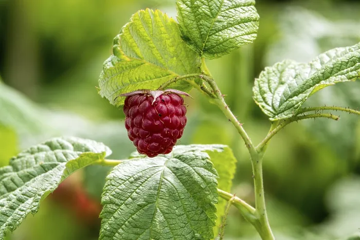 Gerahmter Druck : Raspberry (Rubus idaeus), reifes Obst. Gerahmter Druck : Raspberry (Rubus idaeus), reifes Obst.