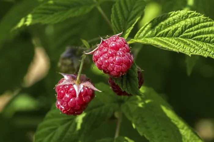 Gerahmter Druck : Raspberry (Rubus idaeus), reifes Obst. Gerahmter Druck : Raspberry (Rubus idaeus), reifes Obst.