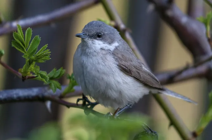 Gerahmter Druck : Rattleswarbler, Kleiner Schilfrohrsänger Gerahmter Druck : Rattleswarbler, Kleiner Schilfrohrsänger