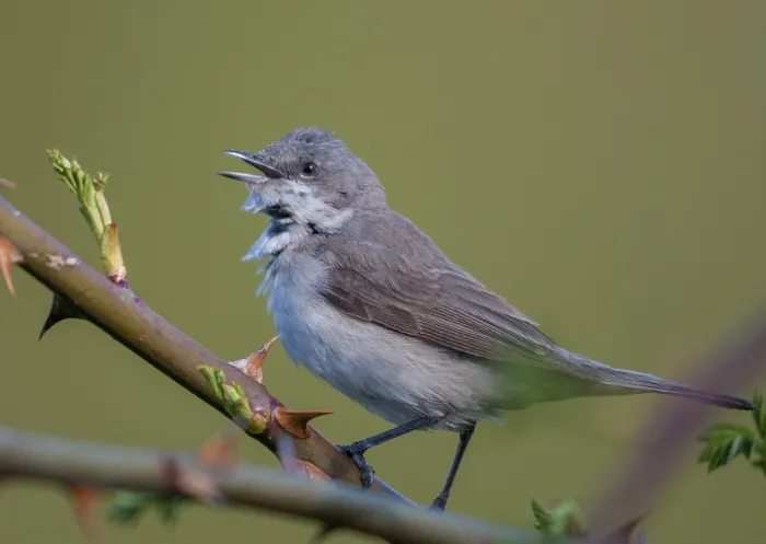 Gerahmter Druck : Rattleswarbler, Kleiner Schilfrohrsänger Gerahmter Druck : Rattleswarbler, Kleiner Schilfrohrsänger