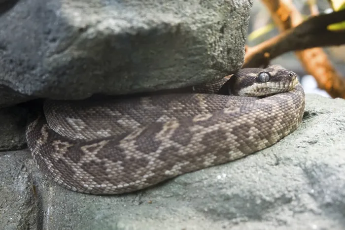 Gerahmter Druck : Rauschuppenpython (Morelia carinata) Gerahmter Druck : Rauschuppenpython (Morelia carinata)