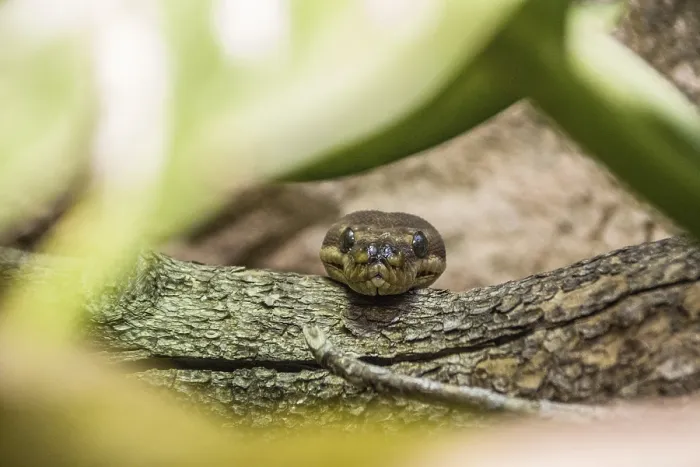 Gerahmter Druck : Rauschuppenpython (Morelia carinata) in Terrarium, Wuppertal, Nordrhein-Westfalen. Gerahmter Druck : Rauschuppenpython (Morelia carinata) in Terrarium, Wuppertal, Nordrhein-Westfalen.