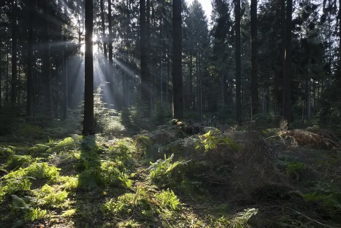 Gerahmter Druck : Strahlen des Lichts in der Gemeinen Buche (Fagus sylvatica) Gerahmter Druck : Strahlen des Lichts in der Gemeinen Buche (Fagus sylvatica)
