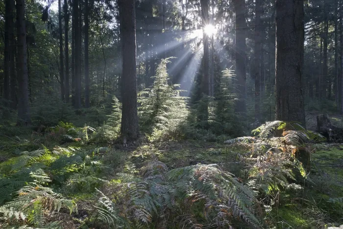 Gerahmter Druck : Strahlen des Lichts in der Gemeinen Buche (Fagus sylvatica)