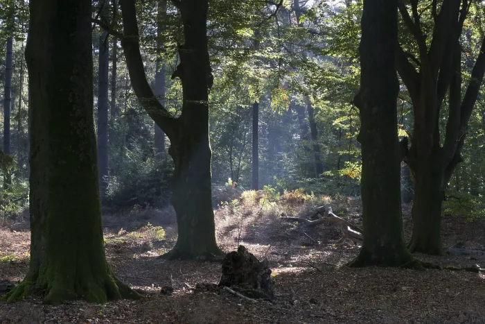 Gerahmter Druck : Strahlen des Lichts in der Gemeinen Buche (Fagus sylvatica) Gerahmter Druck : Strahlen des Lichts in der Gemeinen Buche (Fagus sylvatica)
