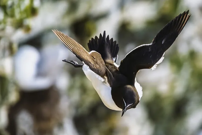 Gerahmter Druck : Alka Torda, Bempton Klippen Gerahmter Druck : Alka Torda, Bempton Klippen