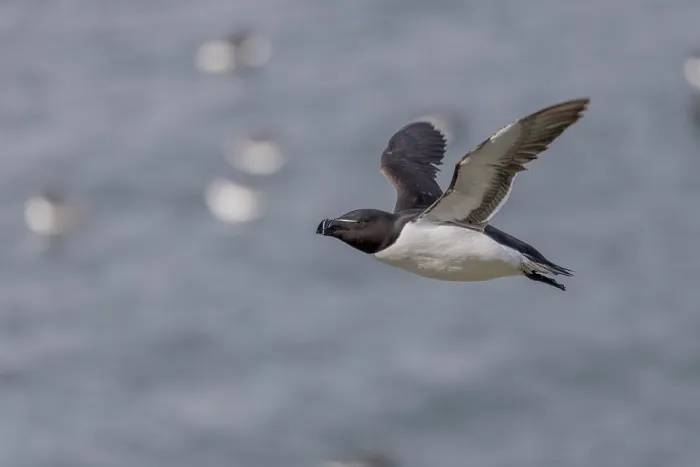 Gerahmter Druck : Alke (Alca torda), im Flug. Gerahmter Druck : Alke (Alca torda), im Flug.