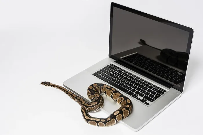 Gerahmter Druck : Ein Python-Schlange und ein Laptop-Computer, der Konzept des Einsatzes einer höheren Programmiersprache für Softwareentwicklung. Gerahmter Druck : Ein Python-Schlange und ein Laptop-Computer, der Konzept des Einsatzes einer höheren Programmiersprache für Softwareentwicklung.