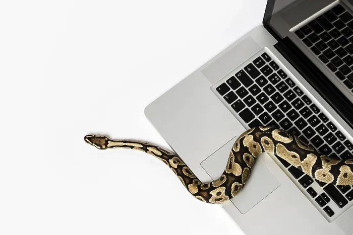 Gerahmter Druck : Ein Python-Schlange und ein Laptop-Computer, der Konzept des Einsatzes einer höheren Programmiersprache in der Softwareentwicklung. Gerahmter Druck : Ein Python-Schlange und ein Laptop-Computer, der Konzept des Einsatzes einer höheren Programmiersprache in der Softwareentwicklung.
