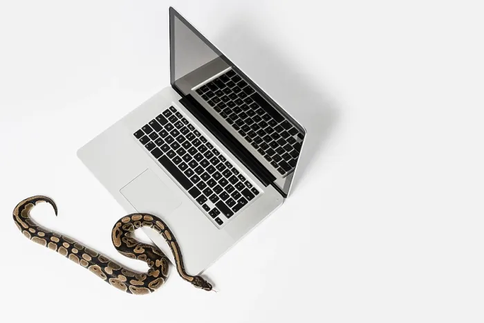 Gerahmter Druck : Echte Python-Schlange und Laptop-Computer. Gerahmter Druck : Echte Python-Schlange und Laptop-Computer.