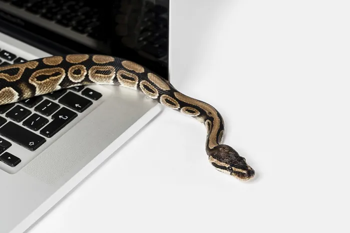 Gerahmter Druck : Echte Python-Schlange und Laptop-Computer. Gerahmter Druck : Echte Python-Schlange und Laptop-Computer.