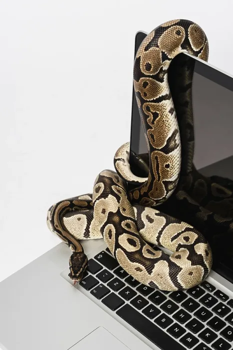 Gerahmter Druck : Python-Schlange und Laptop: Programmierung mit Python für Software-Engineering Gerahmter Druck : Python-Schlange und Laptop: Programmierung mit Python für Software-Engineering