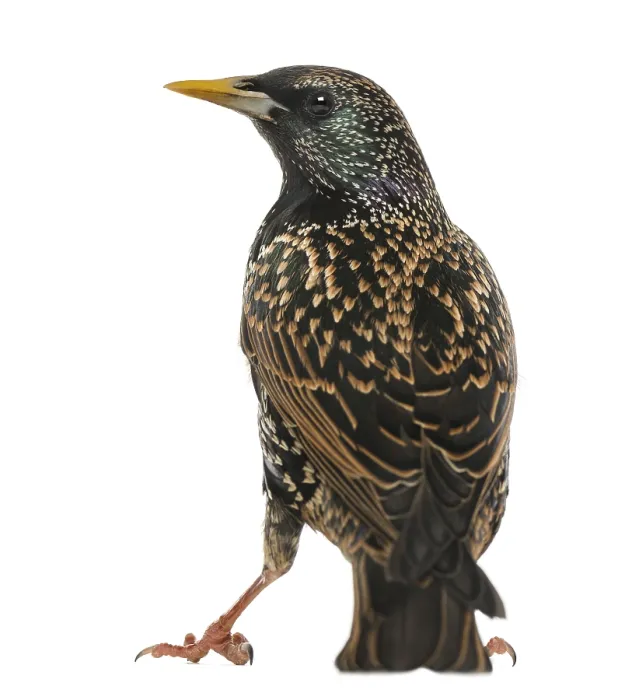 Gerahmter Druck : Rückansicht eines Gemeinen Star Rear view of a Common Starling Gerahmter Druck : Rückansicht eines Gemeinen Star Rear view of a Common Starling