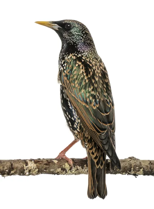 Gerahmter Druck : Rückansicht eines Gemeinen Star mit auf einem Ast sitzenden Vogel.