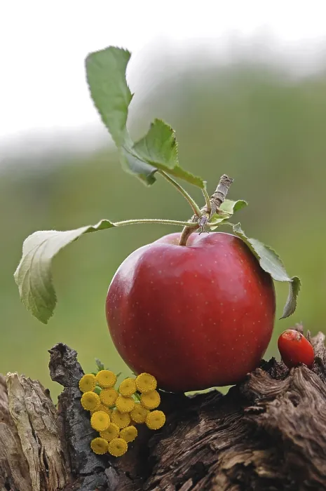 Gerahmter Druck : Roter Apfel Gerahmter Druck : Roter Apfel