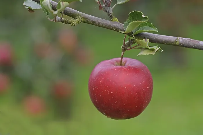 Gerahmter Druck : Eine rote Apfel auf einem Zweig. Gerahmter Druck : Eine rote Apfel auf einem Zweig.