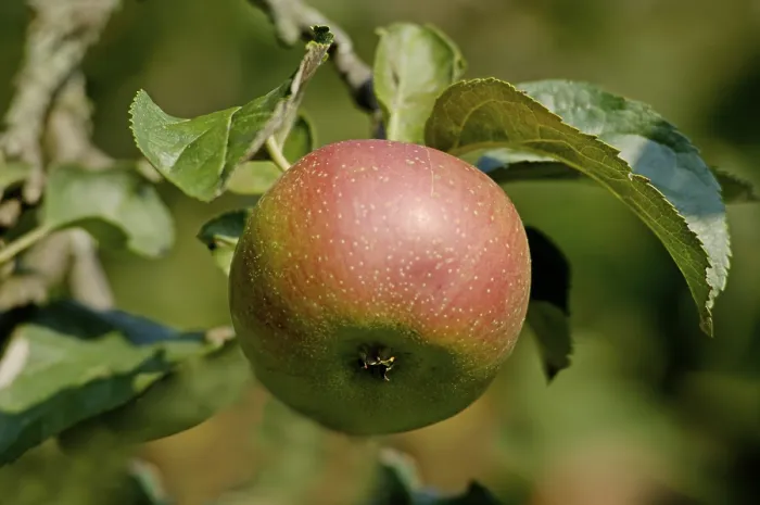 Gerahmter Druck : Eine rote Apfel auf einem Baum. Gerahmter Druck : Eine rote Apfel auf einem Baum.