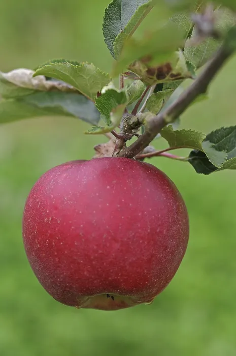 Gerahmter Druck : Apfel auf einem Zweig. Gerahmter Druck : Apfel auf einem Zweig.