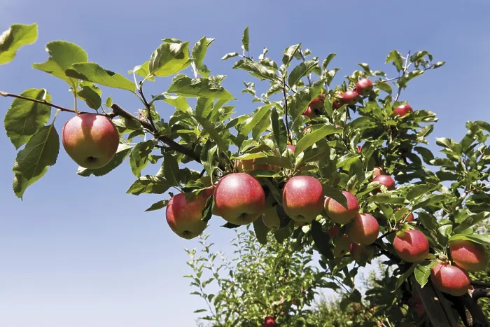 Gerahmter Druck : Rote Äpfel auf einem Zweig. Gerahmter Druck : Rote Äpfel auf einem Zweig.