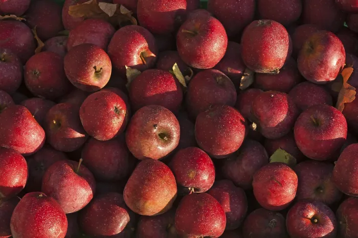 Gerahmter Druck : Rote Äpfel mit Tauperlen. Gerahmter Druck : Rote Äpfel mit Tauperlen.