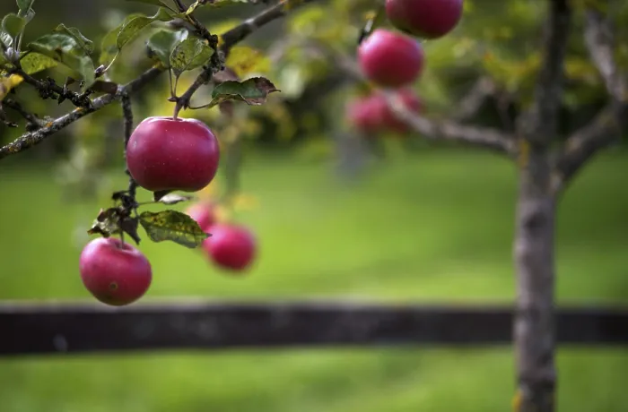 Gerahmter Druck : Rote Äpfel hängen an einem Apfelbaum. Gerahmter Druck : Rote Äpfel hängen an einem Apfelbaum.