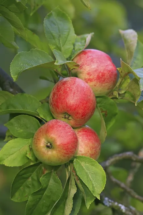 Gerahmter Druck : Rote Äpfel hängen an einem Baum. Gerahmter Druck : Rote Äpfel hängen an einem Baum.