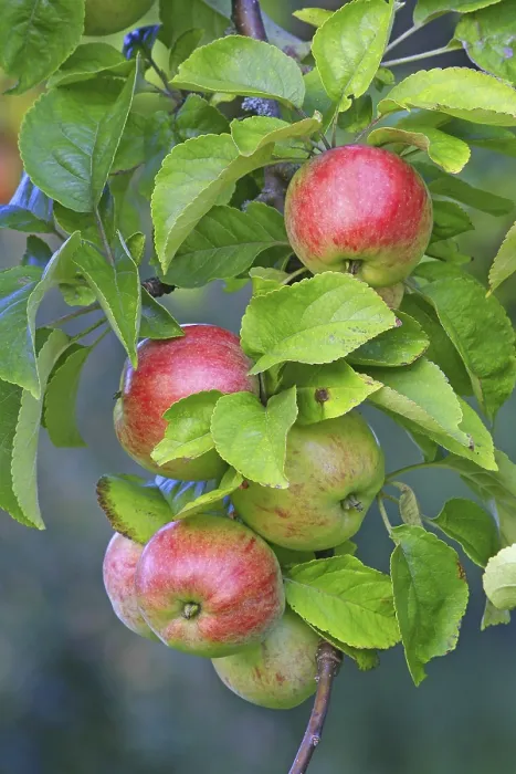 Gerahmter Druck : Rote Äpfel hängen an einem Baum. Gerahmter Druck : Rote Äpfel hängen an einem Baum.