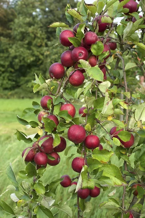 Gerahmter Druck : Apfelsorten (Malus domestica) auf Bäumen Gerahmter Druck : Apfelsorten (Malus domestica) auf Bäumen