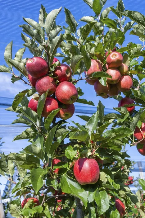 Gerahmter Druck : Rote Äpfel, reif für die Ernte. Gerahmter Druck : Rote Äpfel, reif für die Ernte.