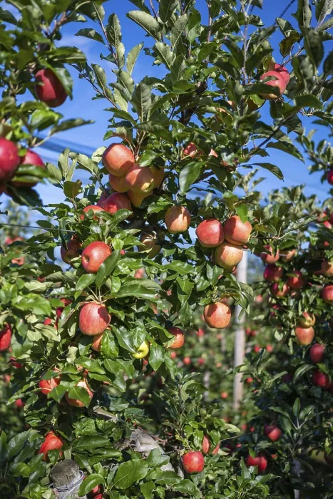 Gerahmter Druck : Rote Äpfel, reif für die Ernte. Gerahmter Druck : Rote Äpfel, reif für die Ernte.