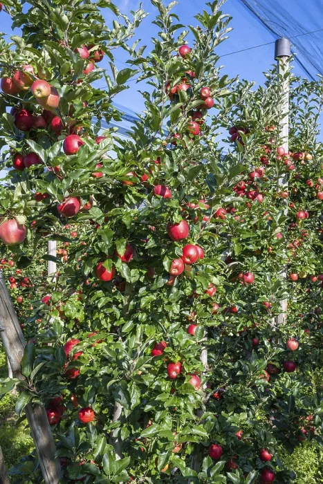 Gerahmter Druck : Rote Äpfel, reif für die Ernte. Gerahmter Druck : Rote Äpfel, reif für die Ernte.