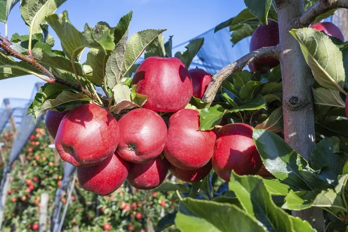 Gerahmter Druck : Rote Äpfel, reif für die Ernte. Gerahmter Druck : Rote Äpfel, reif für die Ernte.