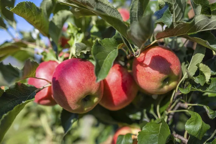 Gerahmter Druck : Rote Äpfel, reif für die Ernte. Gerahmter Druck : Rote Äpfel, reif für die Ernte.