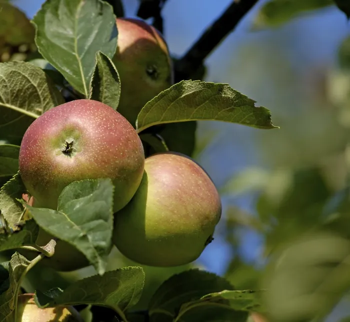 Gerahmter Druck : Rote Äpfel auf einem Baum. Gerahmter Druck : Rote Äpfel auf einem Baum.
