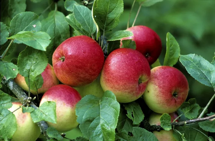 Gerahmter Druck : Rote Äpfel auf dem Baum. Gerahmter Druck : Rote Äpfel auf dem Baum.