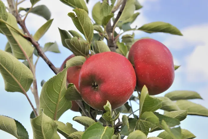 Gerahmter Druck : Apfelsinen auf einem Baum, Deutschland. Gerahmter Druck : Apfelsinen auf einem Baum, Deutschland.
