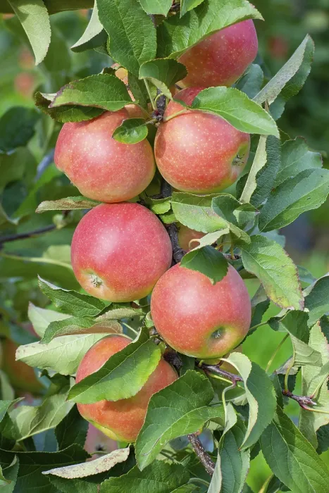 Gerahmter Druck : Apfelsinen auf einem Baum, Deutschland. Gerahmter Druck : Apfelsinen auf einem Baum, Deutschland.