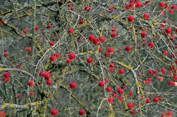 Gerahmter Druck : Apfelsinen auf dem Baum im Winter. Gerahmter Druck : Apfelsinen auf dem Baum im Winter.