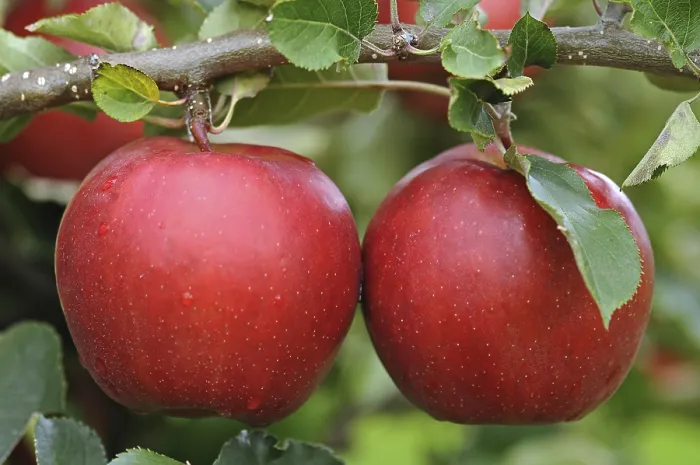 Gerahmter Druck : Zwei rote Äpfel auf einem Zweig. Gerahmter Druck : Zwei rote Äpfel auf einem Zweig.